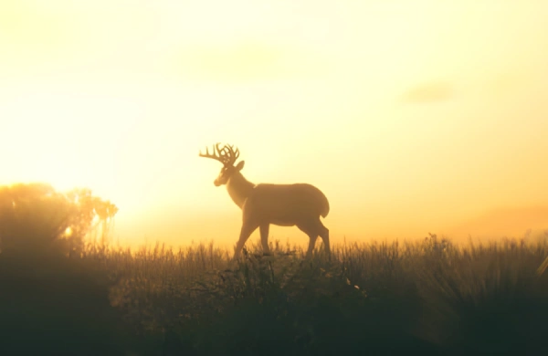 راهنمای جامع پیدا کردن تمام حیوانات در Red Dead Redemption 2
