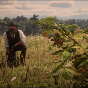 راهنمای پیدا کردن محل تمام گیاهان در بازی Red Dead Redemption 2