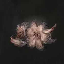 موقعیت Faded Erdleaf Flower در Elden Ring