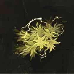 موقعیت Fulgurbloom در Elden Ring