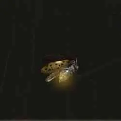 موقعیت Gold Firefly در Elden Ring