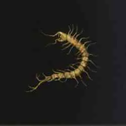 موقعیت Golden Centipede در Elden Ring