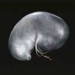 محل Larval Tear در Elden Ring