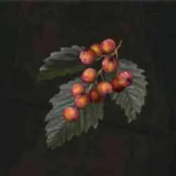 مکان Rowa Fruit در Elden Ring