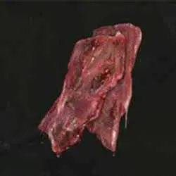محل پیدا کردن Sliver of Meat در Elden Ring