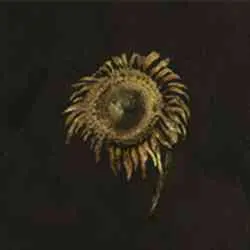 موقعیت Tarnished Golden Sunflower در Elden Ring